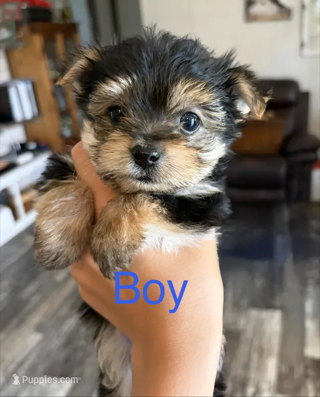 Roscoe  – Yorkshire Terrier puppy for sale in Bogue Chitto, MS