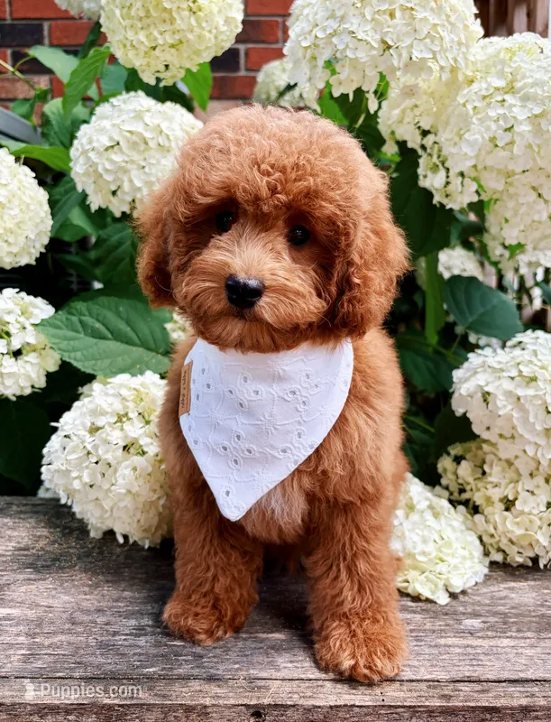 Oliver  – Poodle - Toy  puppy for sale in Morehead, KY