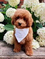 Oliver , a male Poodle - Toy  for sale in Morehead, KY – 1 of 10