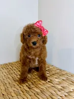 Thea, a female Poodle - Toy  for sale in Morehead, KY – 6 of 6