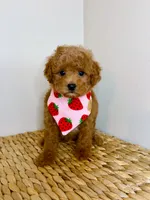 Oliver , a male Poodle - Toy  for sale in Morehead, KY – 6 of 7