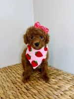Thea, a female Poodle - Toy  for sale in Morehead, KY – 5 of 6