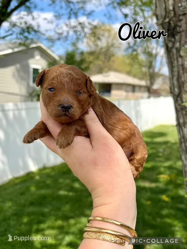 Oliver  – Poodle - Toy  puppy for sale in Morehead, KY