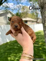 Oliver , a male Poodle - Toy  for sale in Morehead, KY – 5 of 7
