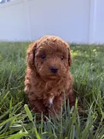 Oliver , a male Poodle - Toy  for sale in Morehead, KY – 4 of 7