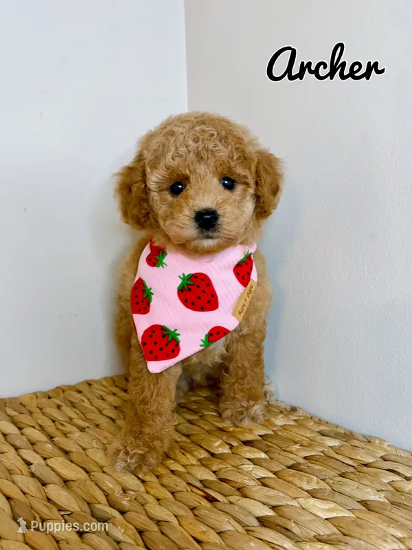 Archer – Poodle - Toy  puppy for sale in Morehead, KY