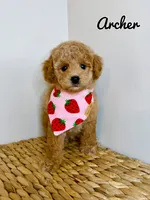 Archer, a male Poodle - Toy  for sale in Morehead, KY – 1 of 7