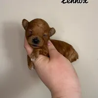 Lennox, a male Poodle - Toy  for sale in Morehead, KY – 3 of 5