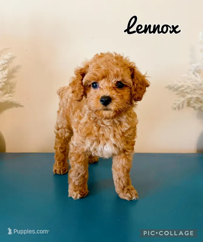 Lennox – Poodle - Toy  puppy for sale in Morehead, KY