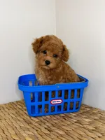 Lennox, a male Poodle - Toy  for sale in Morehead, KY – 5 of 5