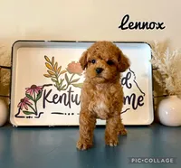 Lennox, a male Poodle - Toy  for sale in Morehead, KY – 4 of 5