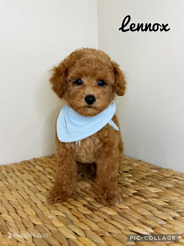 Lennox – Poodle - Toy  puppy for sale in Morehead, KY