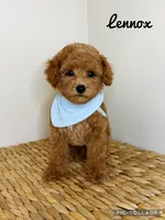 Lennox, a male Poodle - Toy  for sale in Morehead, KY – 1 of 5