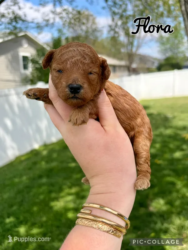 Flora, a female Poodle - Toy  for sale in Morehead, KY – Photo 1 of 1
