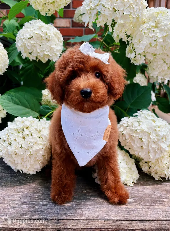 Thea – Poodle - Toy  puppy for sale in Morehead, KY