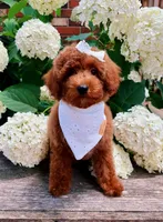 Thea, a female Poodle - Toy  for sale in Morehead, KY – 1 of 8