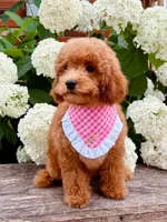 Oliver , a male Poodle - Toy  for sale in Morehead, KY – 3 of 10