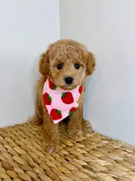 Archer, a male Poodle - Toy  for sale in Morehead, KY – 5 of 7