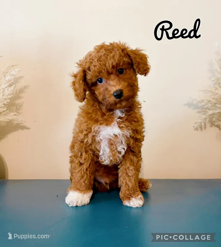 Reed – Poodle - Toy  puppy for sale in Morehead, KY