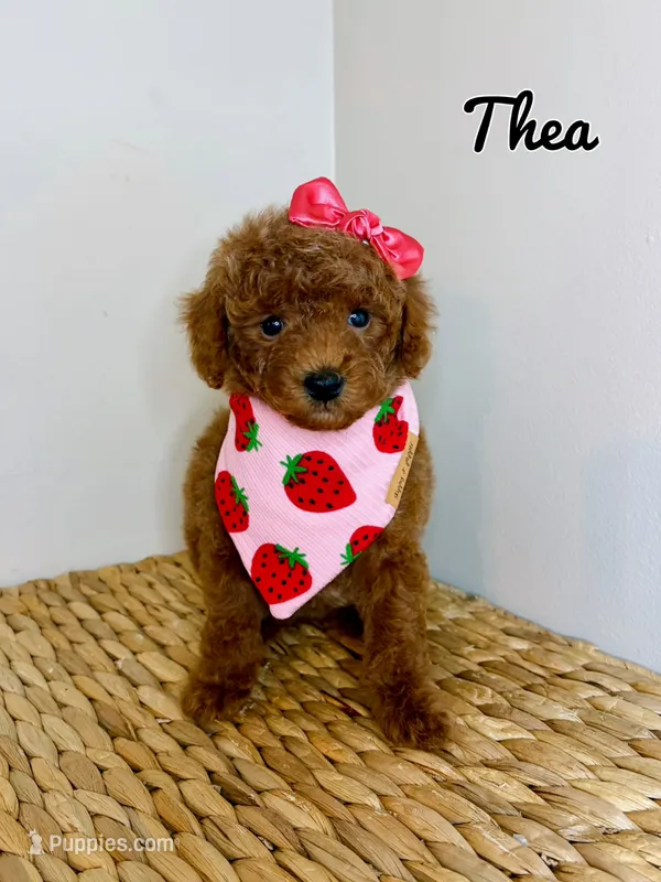 Thea – Poodle - Toy  puppy for sale in Morehead, KY