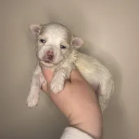 Vader, a male Maltipoo for sale in Morehead, KY – Photo 1 of 2