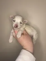 Vader, a male Maltipoo for sale in Morehead, KY – Photo 1 of 2