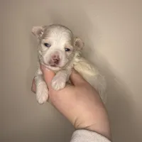 Vader, a male Maltipoo for sale in Morehead, KY – Photo 2 of 2
