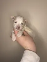 Vader, a male Maltipoo for sale in Morehead, KY – Photo 2 of 2