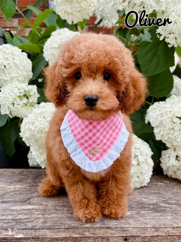 Oliver  – Poodle - Toy  puppy for sale in Morehead, KY
