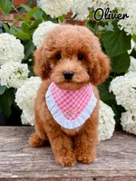 Oliver , a male Poodle - Toy  for sale in Morehead, KY – 2 of 10