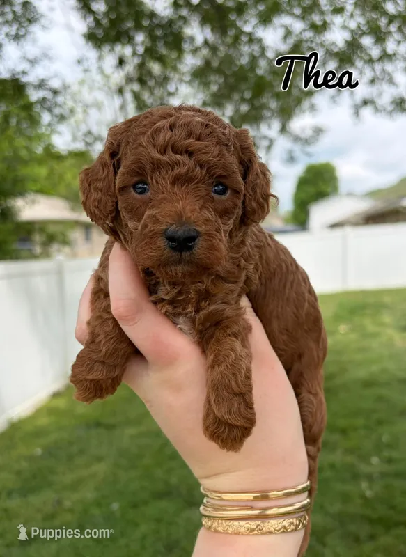Thea – Poodle - Toy  puppy for sale in Morehead, KY