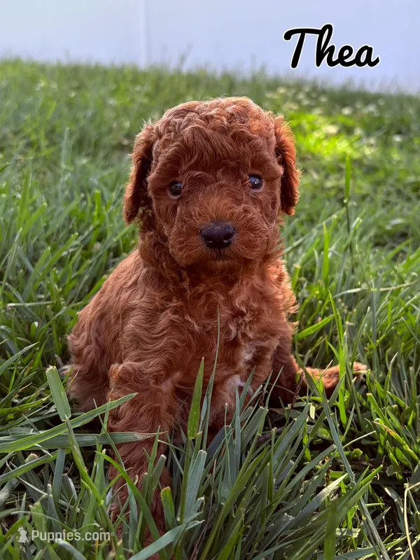 Thea – Poodle - Toy  puppy for sale in Morehead, KY