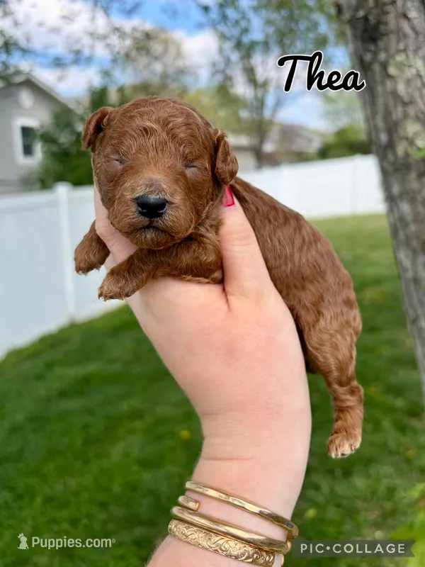 Thea – Poodle - Toy  puppy for sale in Morehead, KY