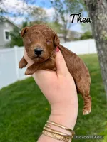 Thea, a female Poodle - Toy  for sale in Morehead, KY – 4 of 6