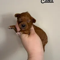 Calla, a female Poodle - Toy  for sale in Morehead, KY – 1 of 1
