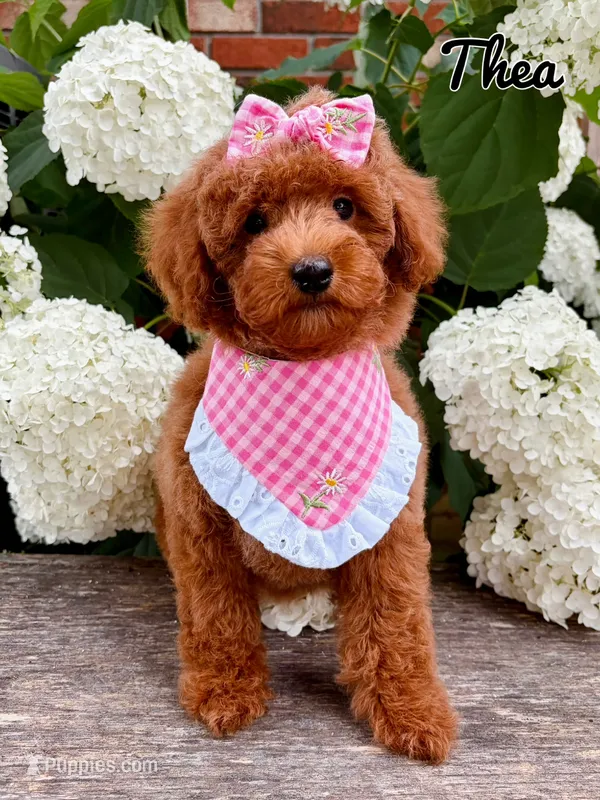 Thea – Poodle - Toy  puppy for sale in Morehead, KY