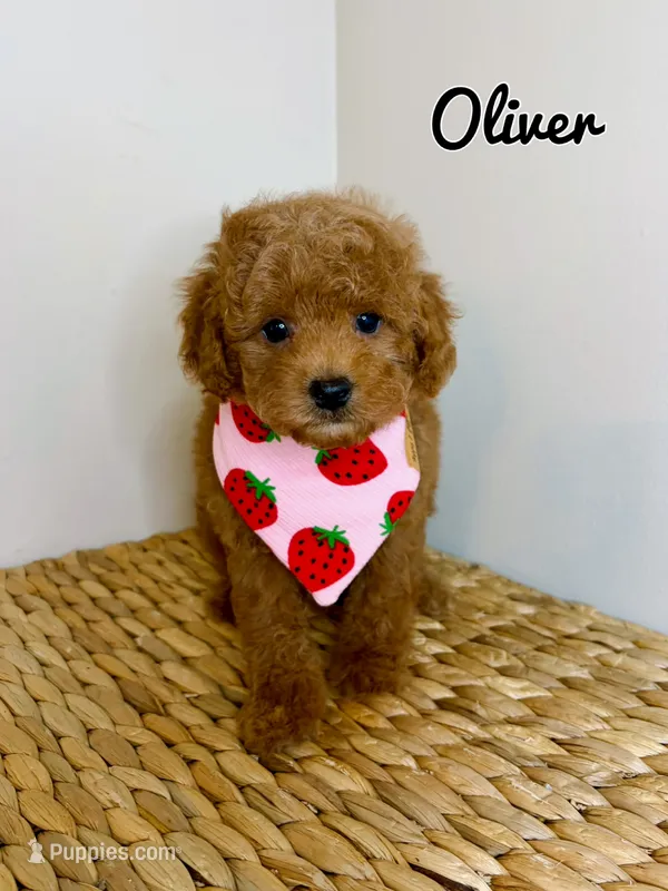 Oliver  – Poodle - Toy  puppy for sale in Morehead, KY