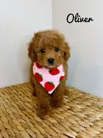 Oliver , a male Poodle - Toy  for sale in Morehead, KY – 1 of 7