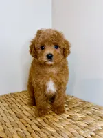 Oliver , a male Poodle - Toy  for sale in Morehead, KY – 7 of 7