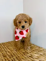 Archer, a male Poodle - Toy  for sale in Morehead, KY – 6 of 7