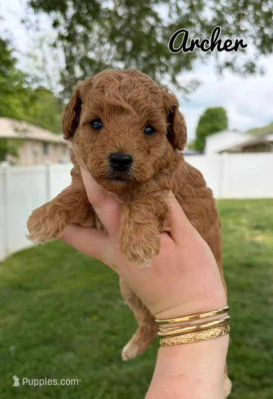 Archer – Poodle - Toy  puppy for sale in Morehead, KY