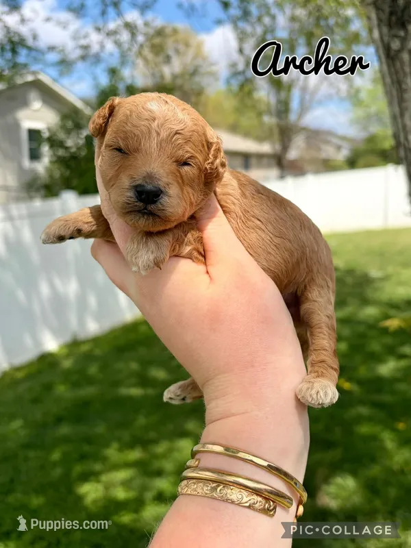 Archer – Poodle - Toy  puppy for sale in Morehead, KY