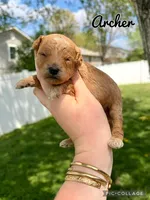 Archer, a male Poodle - Toy  for sale in Morehead, KY – 4 of 7