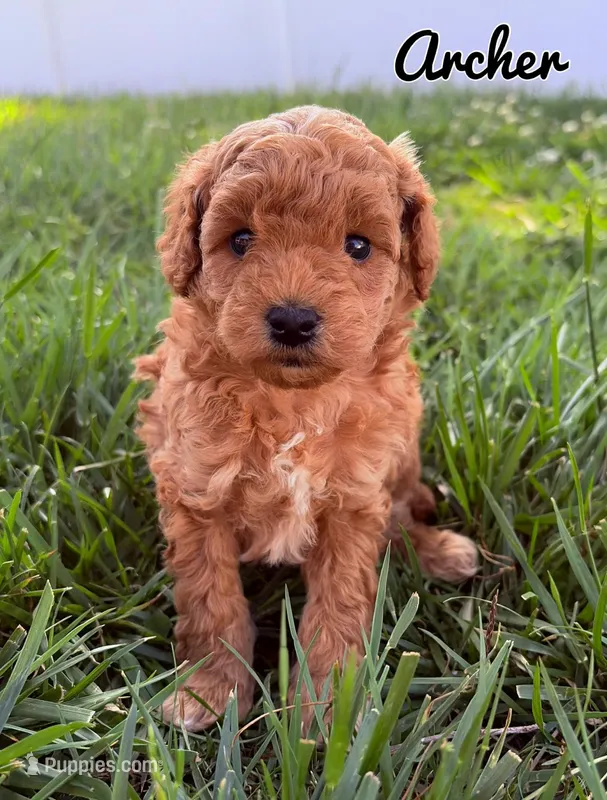 Archer – Poodle - Toy  puppy for sale in Morehead, KY