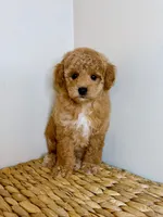 Archer, a male Poodle - Toy  for sale in Morehead, KY – 7 of 7