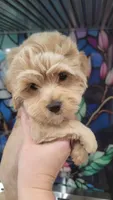 Colby, a male Yorkshire Terrier and Poodle - Toy  for sale in Watertown, NY – 9 of 9