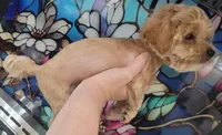 Colby, a male Yorkshire Terrier and Poodle - Toy  for sale in Watertown, NY – 8 of 9