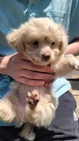 Frosty, a male Yorkshire Terrier and Poodle - Toy  for sale in Watertown, NY – 3 of 6