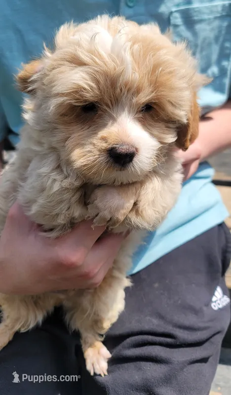 Bowser – Yorkshire Terrier, Poodle - Toy  puppy for sale in Watertown, NY