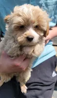 Bowser, a male Yorkshire Terrier and Poodle - Toy  for sale in Watertown, NY – 1 of 4